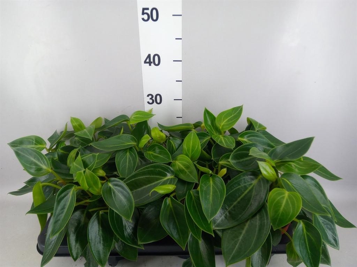 Peperomia