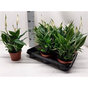 Spathiphyllum 'Chopin'