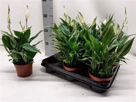 <h4>Spathiphyllum 'Chopin'</h4>
