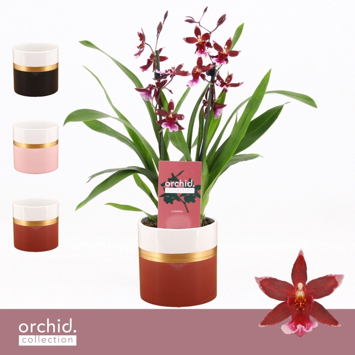 <h4>Barrocco Red, 2-spike Compact in Dolomite Horizon 'Orchid Collection'</h4>