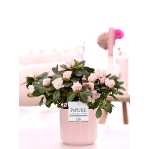 1st class Azalea pink in P&PURE Fleur ceramics