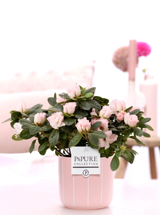 <h4>1st class Azalea pink in P&PURE Floor ceramics</h4>