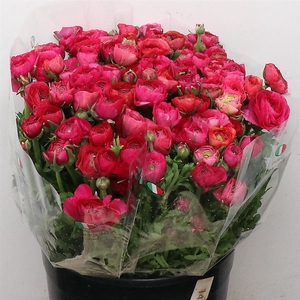 Ran El Hot Pink Extra