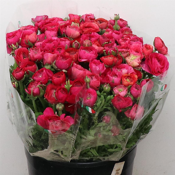 <h4>Ran El Hot Pink Extra</h4>