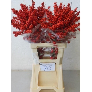 Ilex verticillata L 7 IA