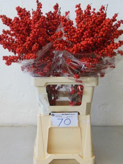 <h4>Ilex verticillata L 7 IA</h4>