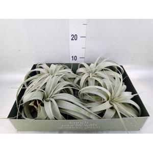 Tillandsia xerographica