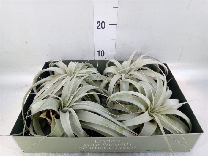 <h4>Tillandsia xerographica</h4>