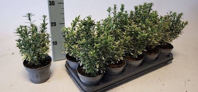<h4>EUONYMUS JA M AUREOV</h4>