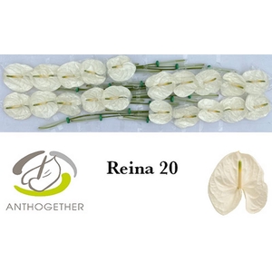 Anth A Reina 9 cm X20 Bouman