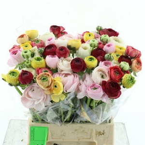 Ran Su Mix Arlecchino ( X 30 )