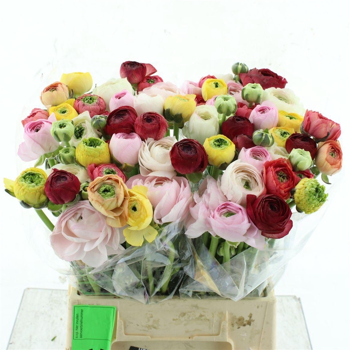 <h4>Ran Su Mix Arlecchino ( X 30 )</h4>