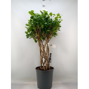 Ficus microcarpa 'Moclame'
