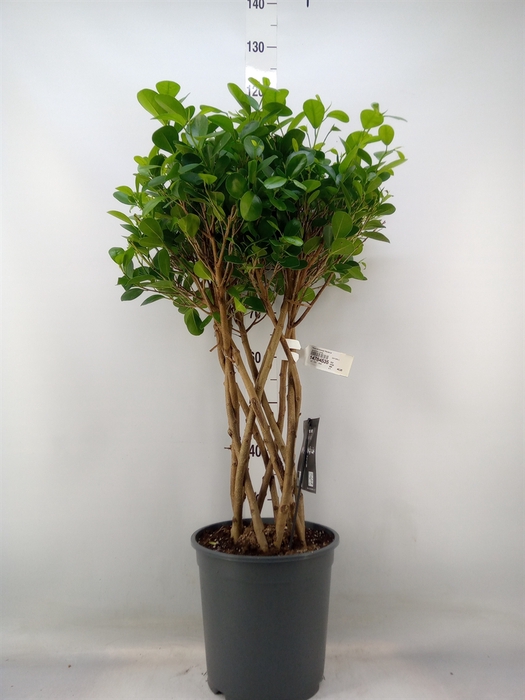 <h4>Ficus microcarpa 'Moclame'</h4>