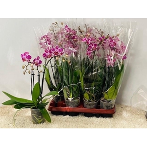 PHAL GEM 6 KL