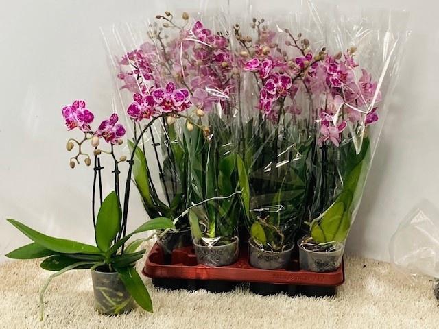 <h4>PHAL GEM 6 KL</h4>