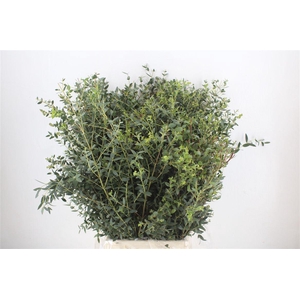 Euca Parvifolia 300gr P Bunch