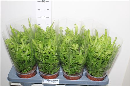 <h4>Pteris Albolineata</h4>