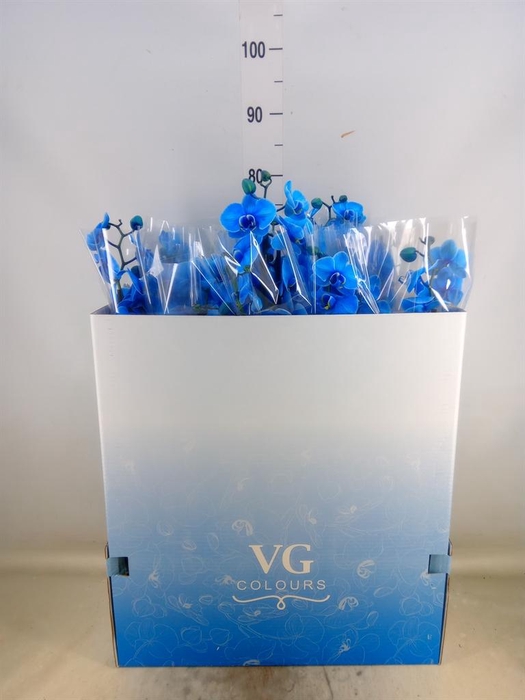 <h4>Phalaenopsis   ...</h4>