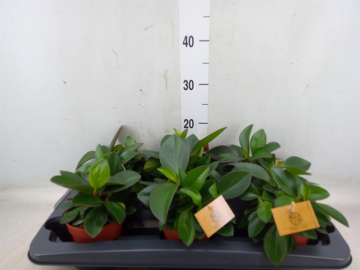 <h4>Peperomia clusiifolia 'Red Margin'</h4>