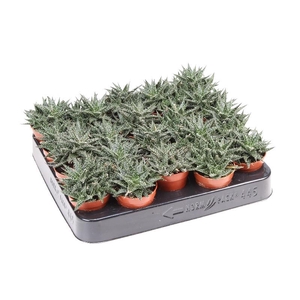 Aloe Overig mini Pepe, AL5015