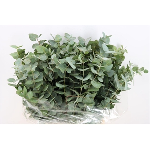 Euca Cinerea Short 150gr P Bunch