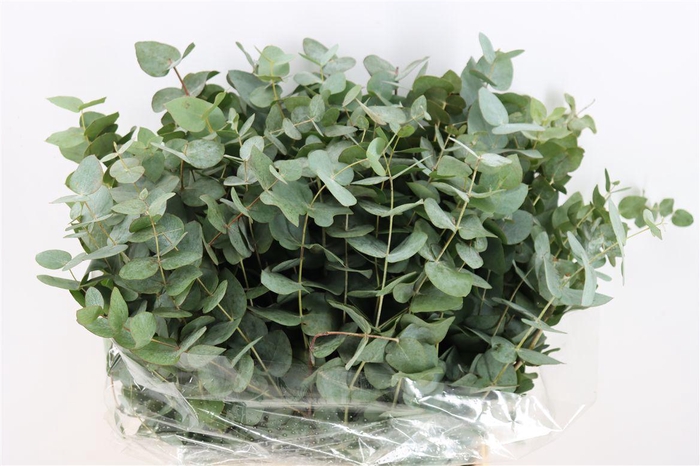 <h4>Euca Cinerea Short 150gr P Bunch</h4>