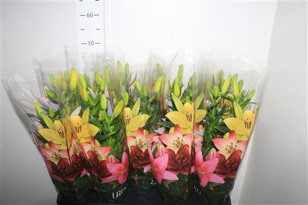 <h4>Lil As Tiny Bee 2pp</h4>