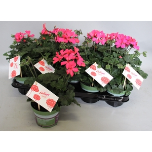 Pelargonium Calliope landscape Rose
