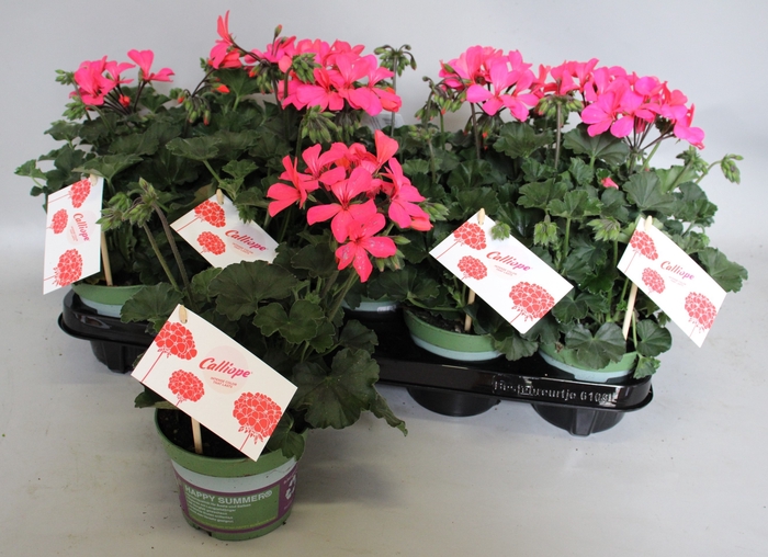 <h4>Pelargonium Calliope landscape Rose</h4>