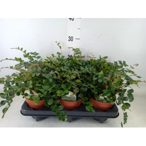 Pellaea rotundifolia