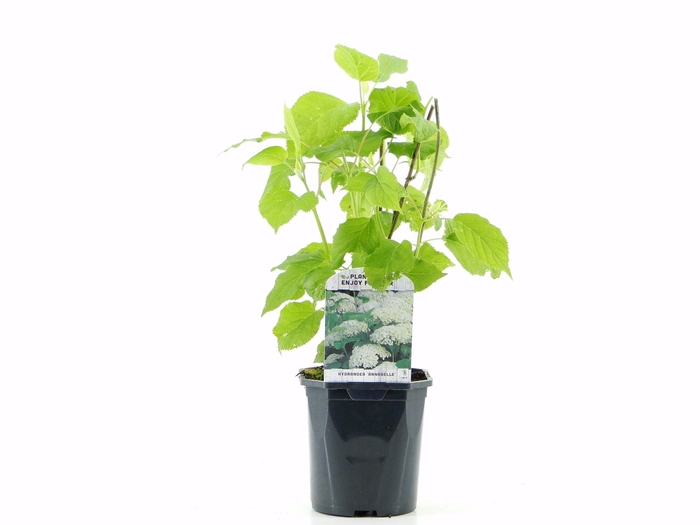 <h4>Hydrangea arb. Annabelle</h4>