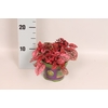 Hypoesters decor Red