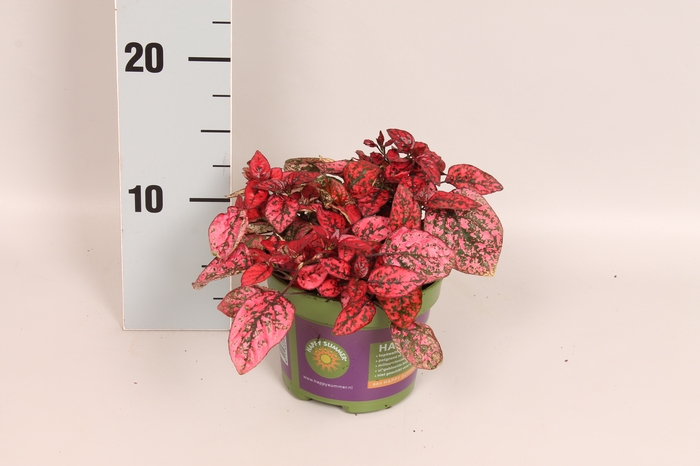 Hypoesters decor Red