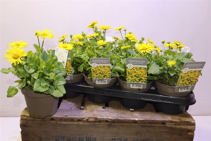 <h4>Doro Orientale</h4>