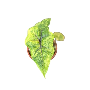 Alocasia