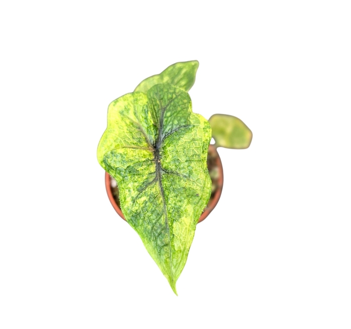 <h4>Alocasia</h4>
