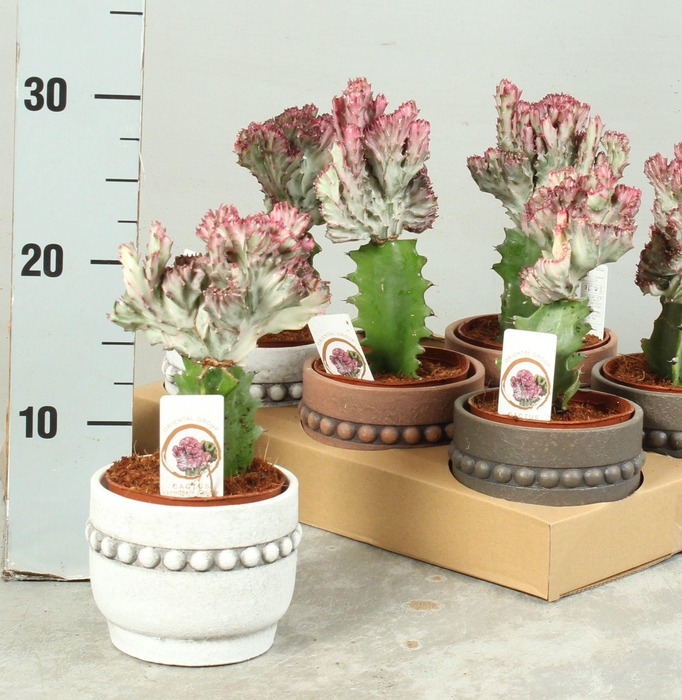 <h4>EUPHOR LAC CRISTATA</h4>