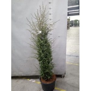 Juniperus communis