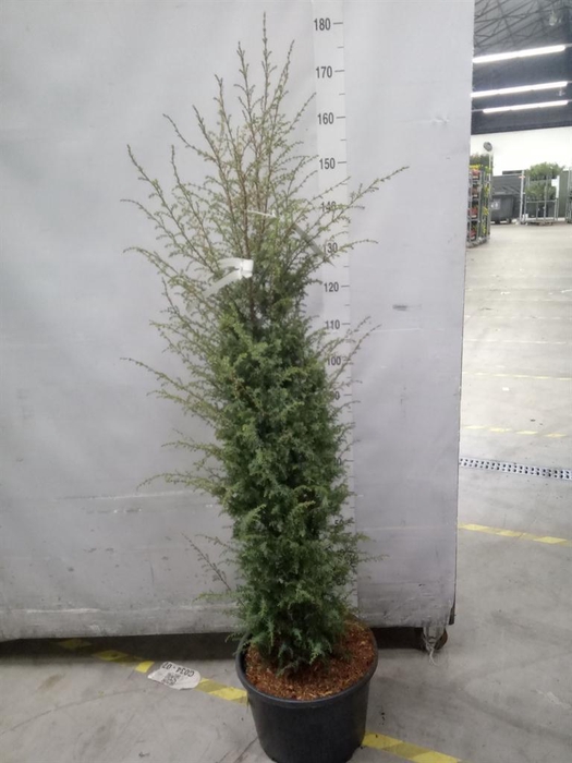 <h4>Juniperus communis</h4>