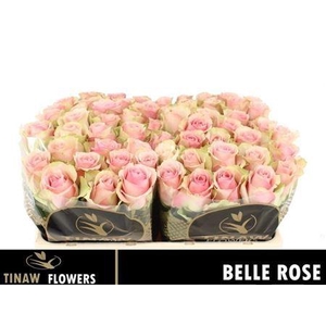 R Gr Belle Rose