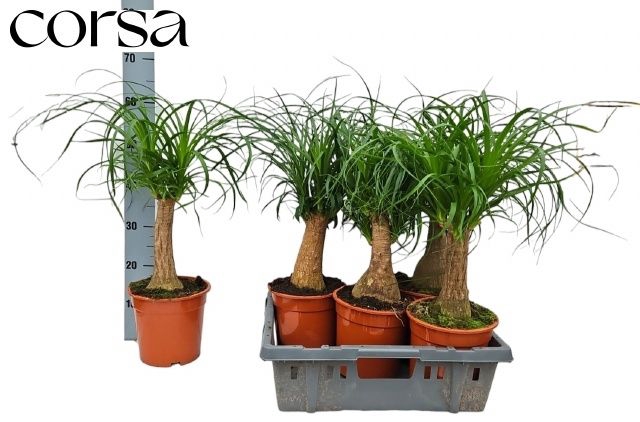 <h4>BEAUCARNEA RECUR</h4>