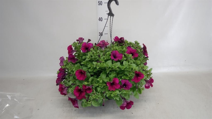 <h4>Petunia ...</h4>