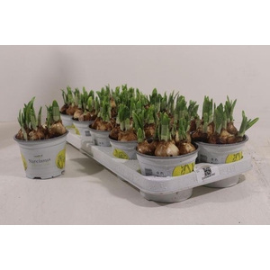 NARCISSUS TETE A TETE P12