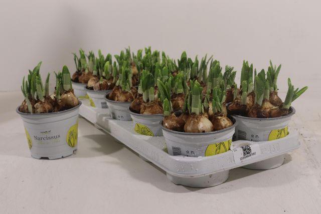 <h4>NARCISSUS TETE A TETE P12</h4>