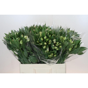 Alstroemeria Selection Pink