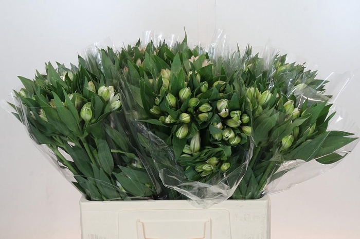 <h4>Alstroemeria Selection Pink</h4>