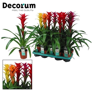 Guzmania Mix Maxima