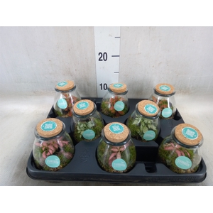 Arr.   Planten L%