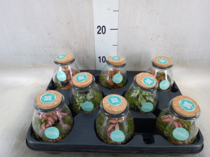 <h4>Arr.   Planten L%</h4>